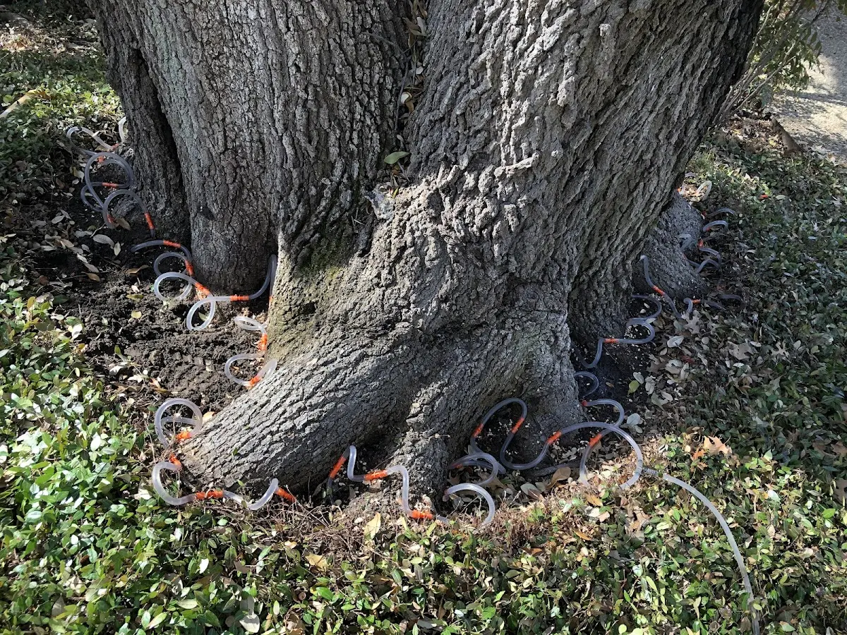 Detailed Tree Cabling and Bracing job site in Gualala