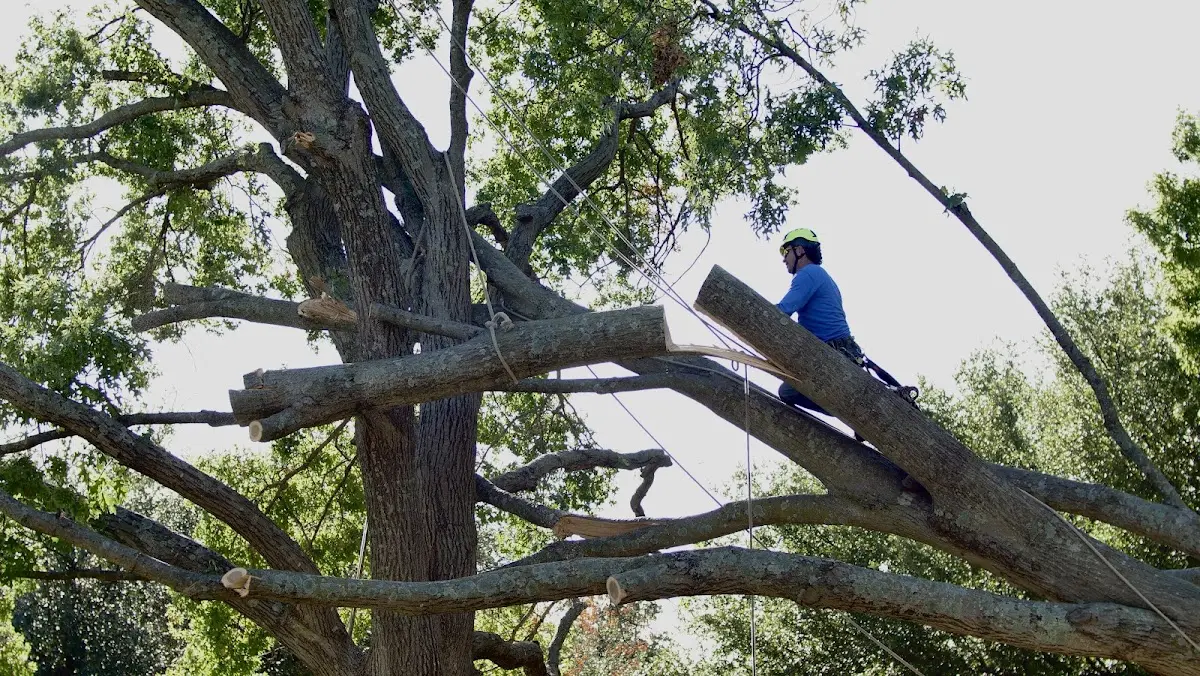 Professional Crown Thinning performed by certified arborists in Gualala